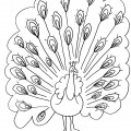 disegno-da-colorare-il-pavone